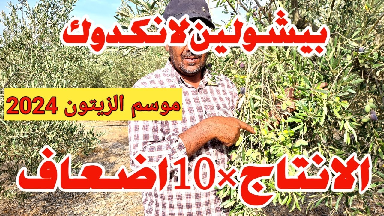 شجرة الزيتون : بيشولين لانكدوك إنتاج مضاعف ×10مرات