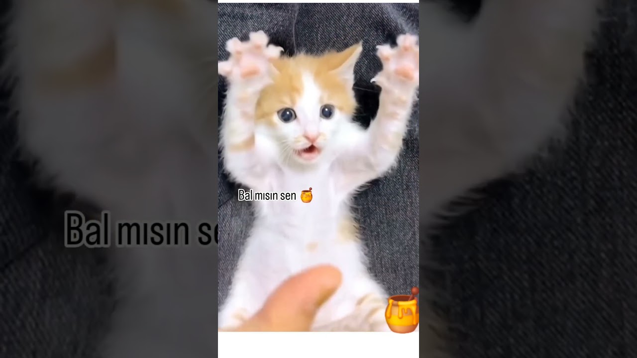 #cat #catlover #kedi #ask #kitten #kediler #catvideos #animals #cute bal bebeğim benim 🥰🥰🥰🤣🤣🤣🤗🤗😃😃🤩