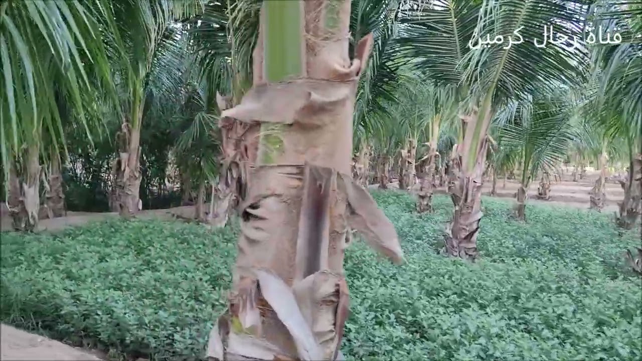 مناظر طبيعية من شرق مدينة جدة طريق بريمان 1447/7/7 / تصوير عبدالله مراد