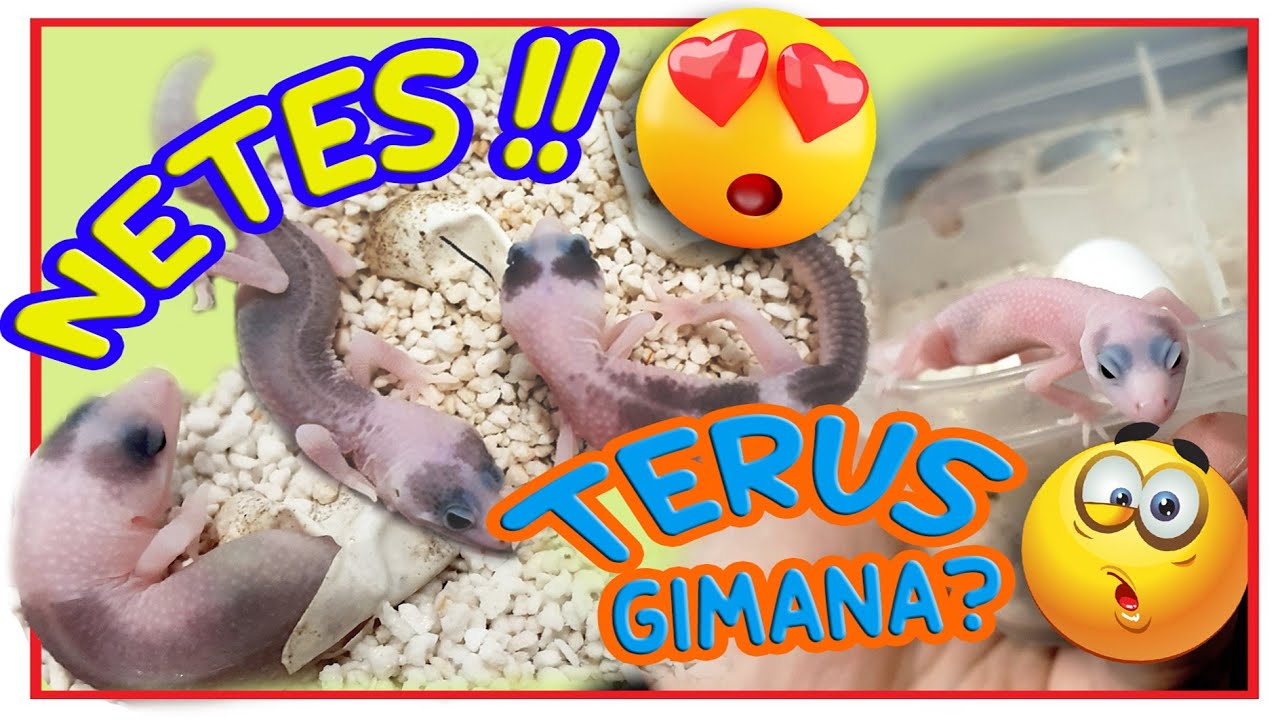 Cara merawat baby gecko baru menetas ‼️ TIPS BUAT YANG SUSAH MAKAN juga ada ‼️