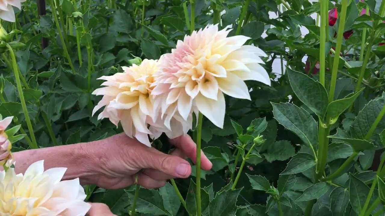 102. How to Get Longer Stems by Disbudding Plants.