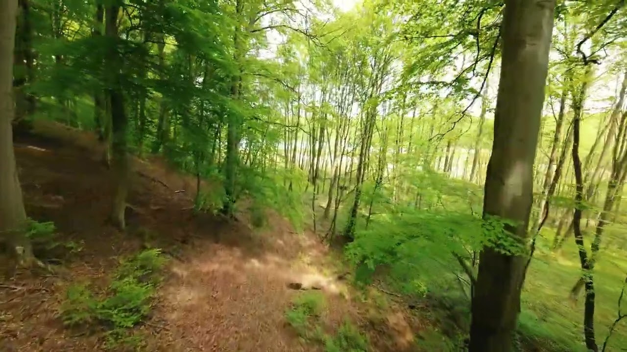 Żywiec dziewięciolistny - Leśne spa