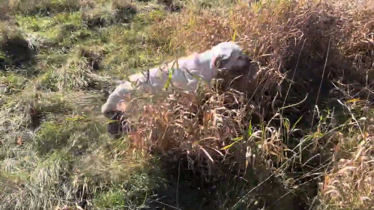 A Young Clumber Spaniel Hunting 