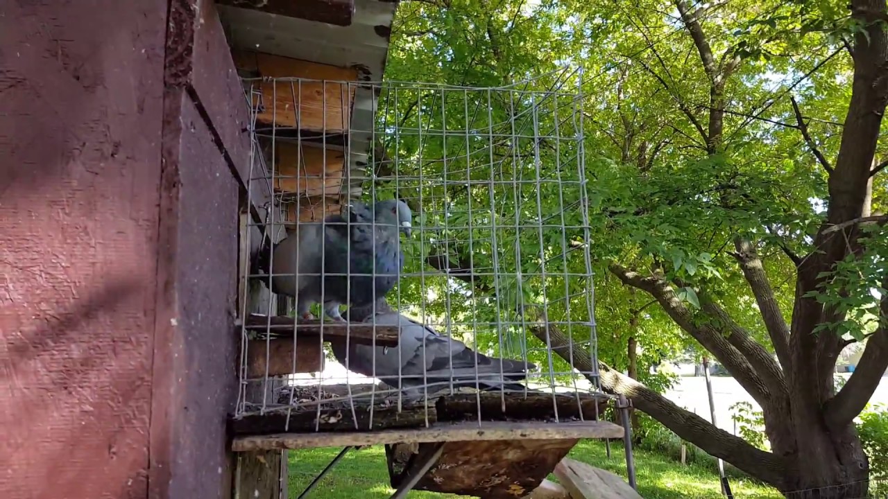 Working Thief Pouter Pigeons Training