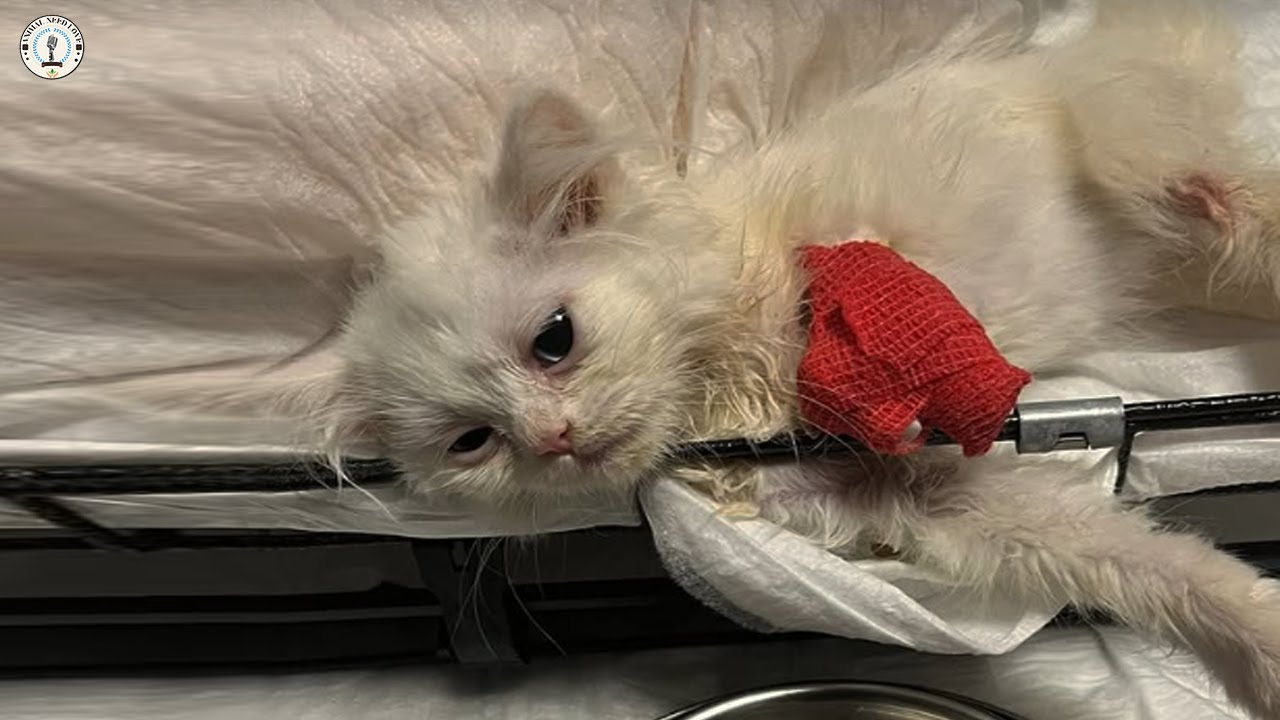 Kicked out as a trash, poor kitten can't stop crying as being hugged and loved again