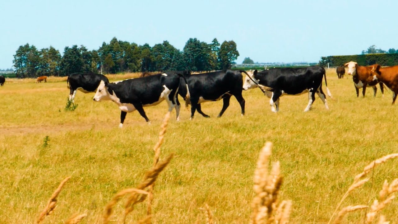 RB's Sustainable Dairy Partnership