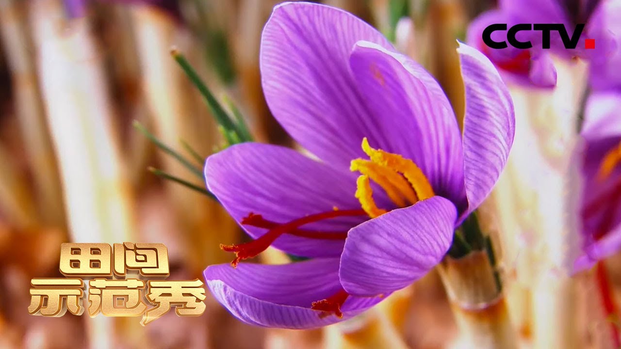 涨知识！名贵优质的西红花，最喜欢怎样的温湿度？ | CCTV「田间示范秀」20210121