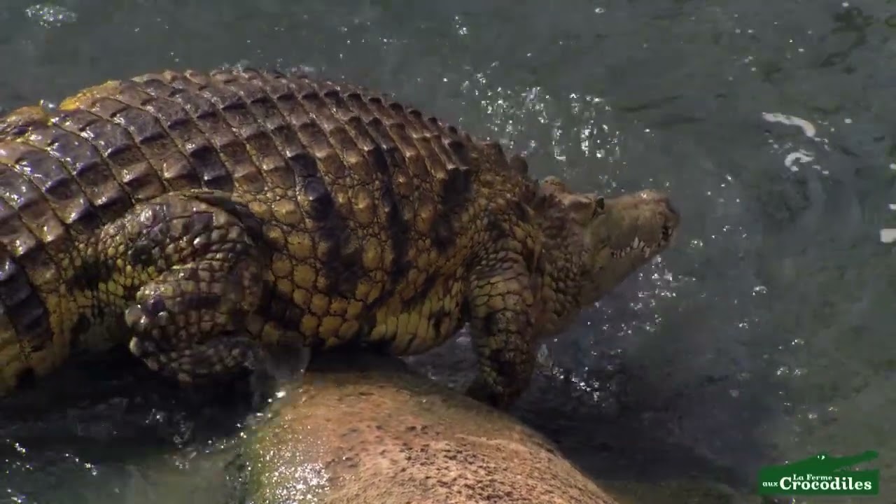 La ferme aux Crocodiles de Pierrelatte