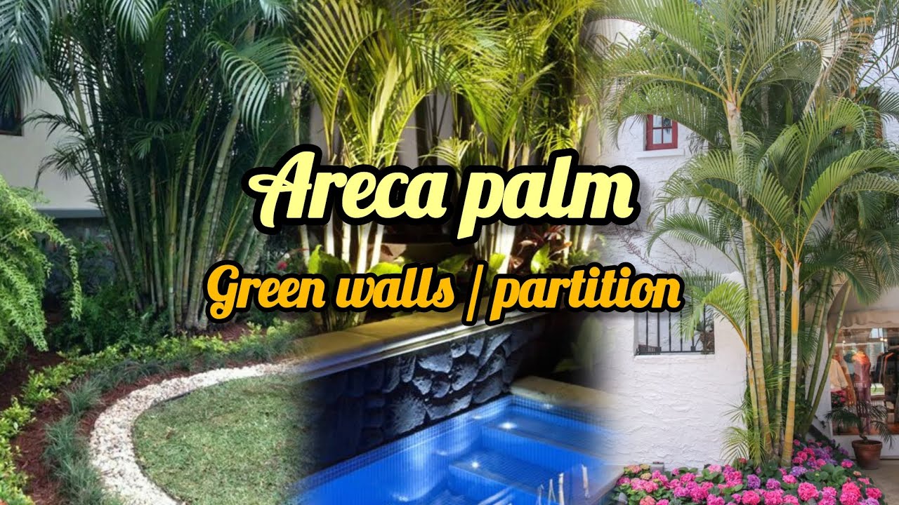 Areca palm🌴plant for green heighted walls/ partition, low maintenance, fast growing in any climate