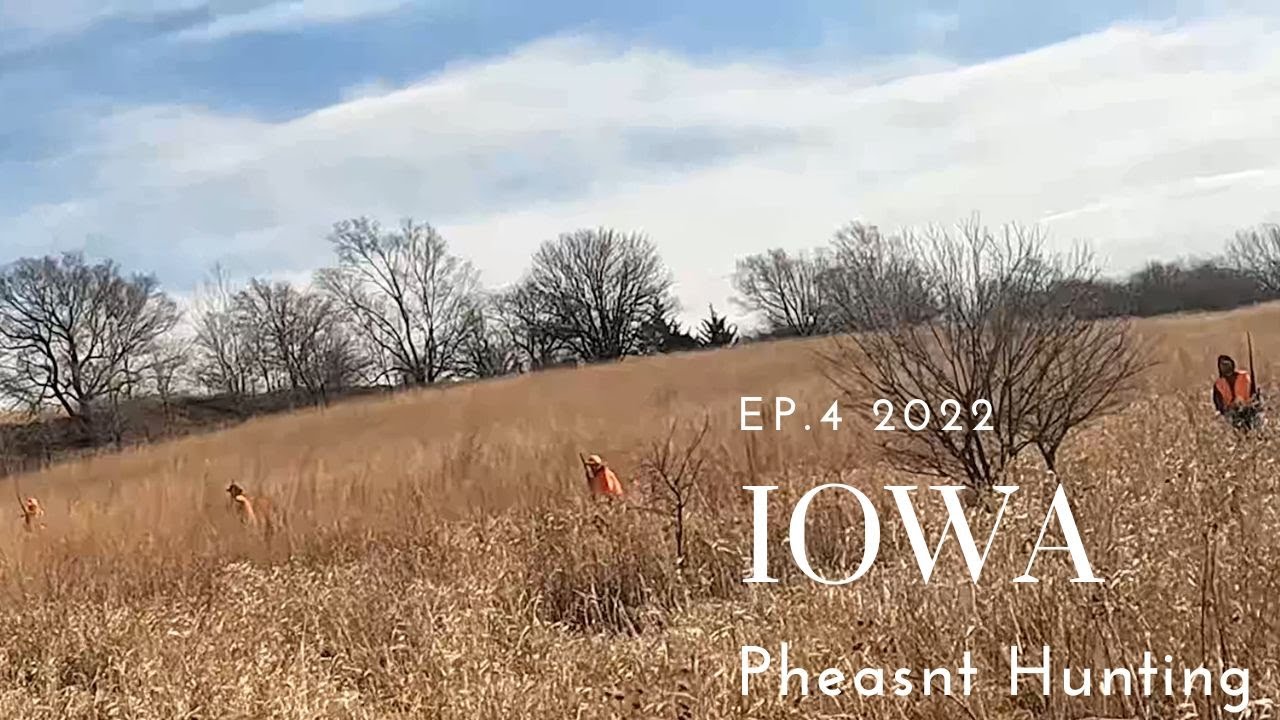 Iowa Pheasant Hunting Ep.4 2022