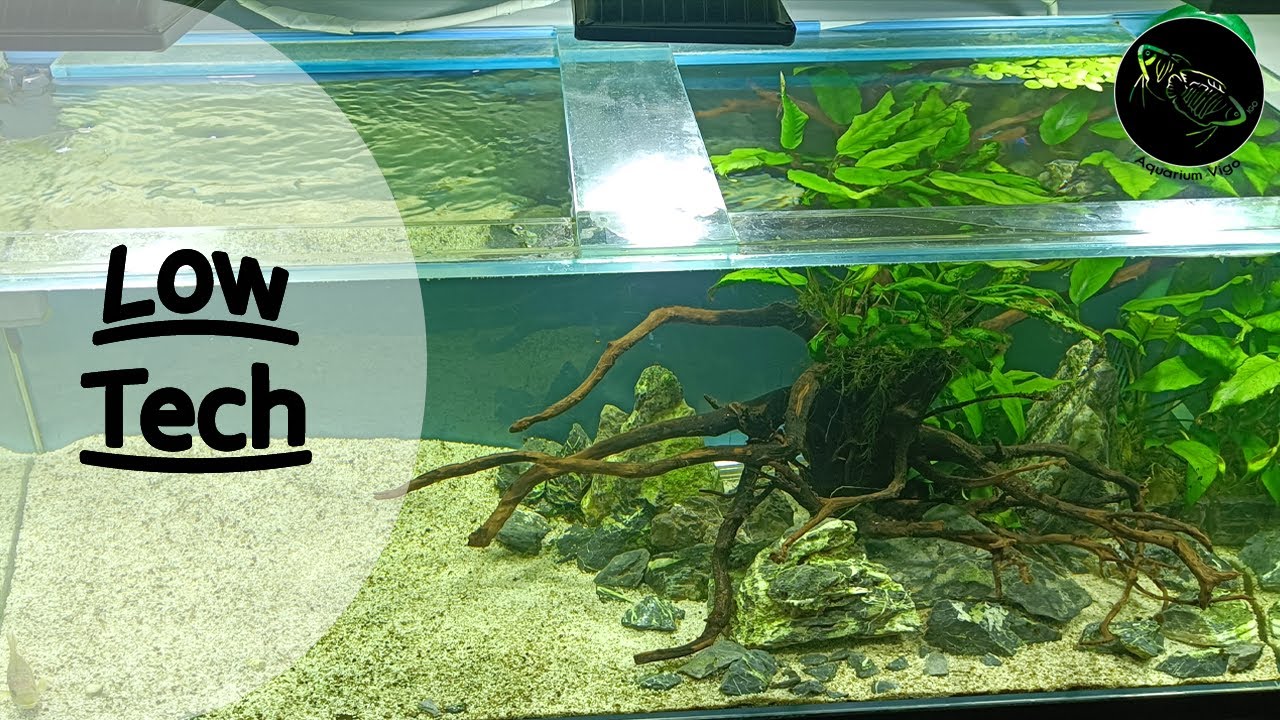 ⏬ Acuario LOW TECH ⏬ Paso a Paso | Iluminacion | Sin Co2 | Plantas | Abono
