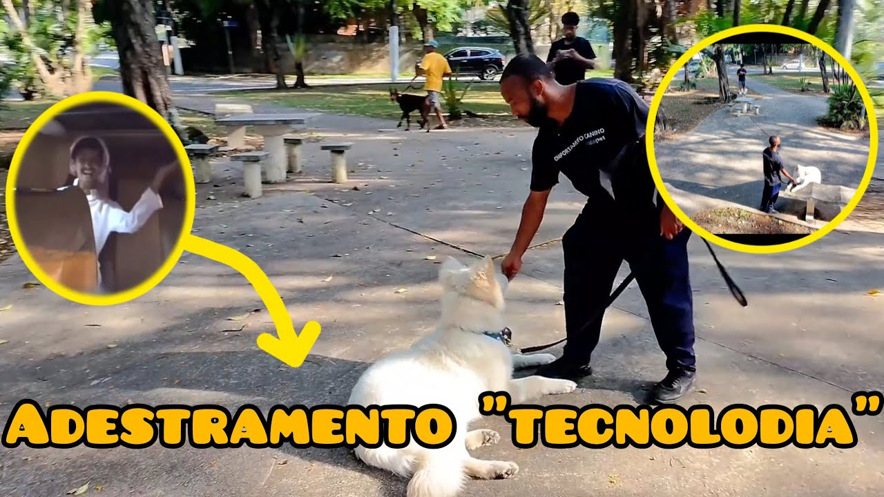 🛑 AULA DE OBEDIÊNCIA BÁSICA COM DISTRAÇÕES. EVOLUÇÃO DO PASTOR SUÍÇO TOFU #adestramentodecaes #viral
