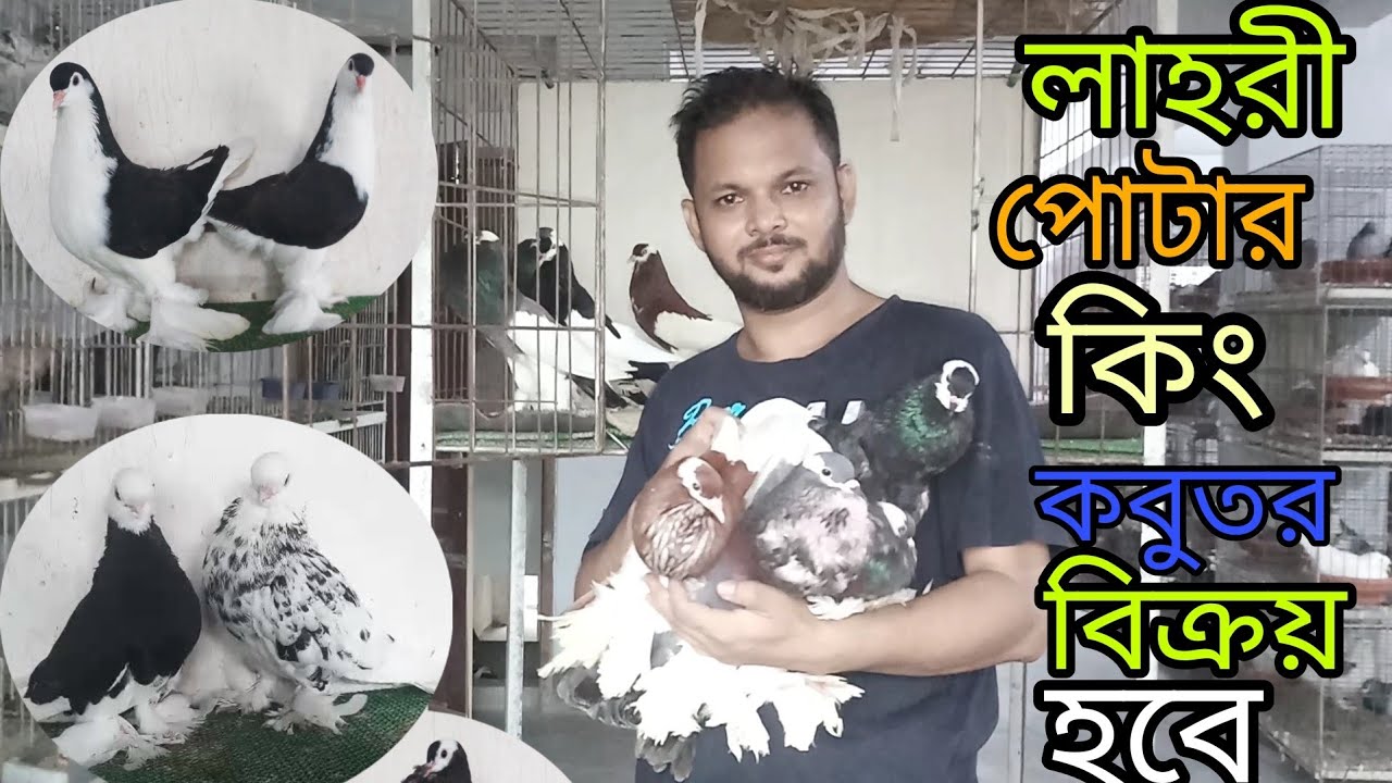 ভালো মানের কিং,লাহরী, পোটার কবুতর বিক্রয় করা হবে। কম দামে ভালো মানের কবুতর কিনুন। Maaud Tutul Media