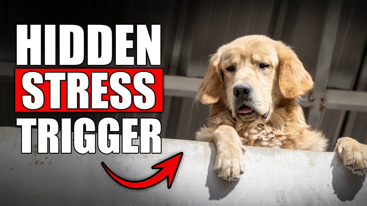 This Tiny Habit Is Stressing Out Your Golden Retriever