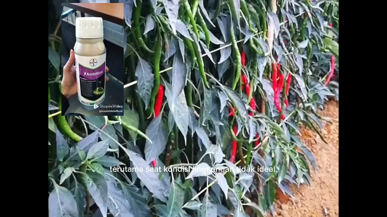 Manfaat pupuk organik Asam amino untuk tanaman cabe #petanicabaisukses 