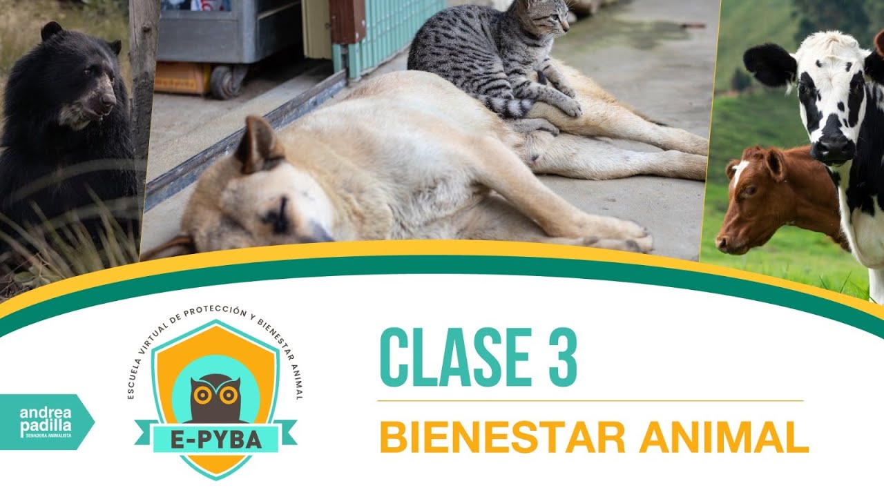 Clase 3 Escuela E-Pyba: ¿Qué es bienestar animal?
