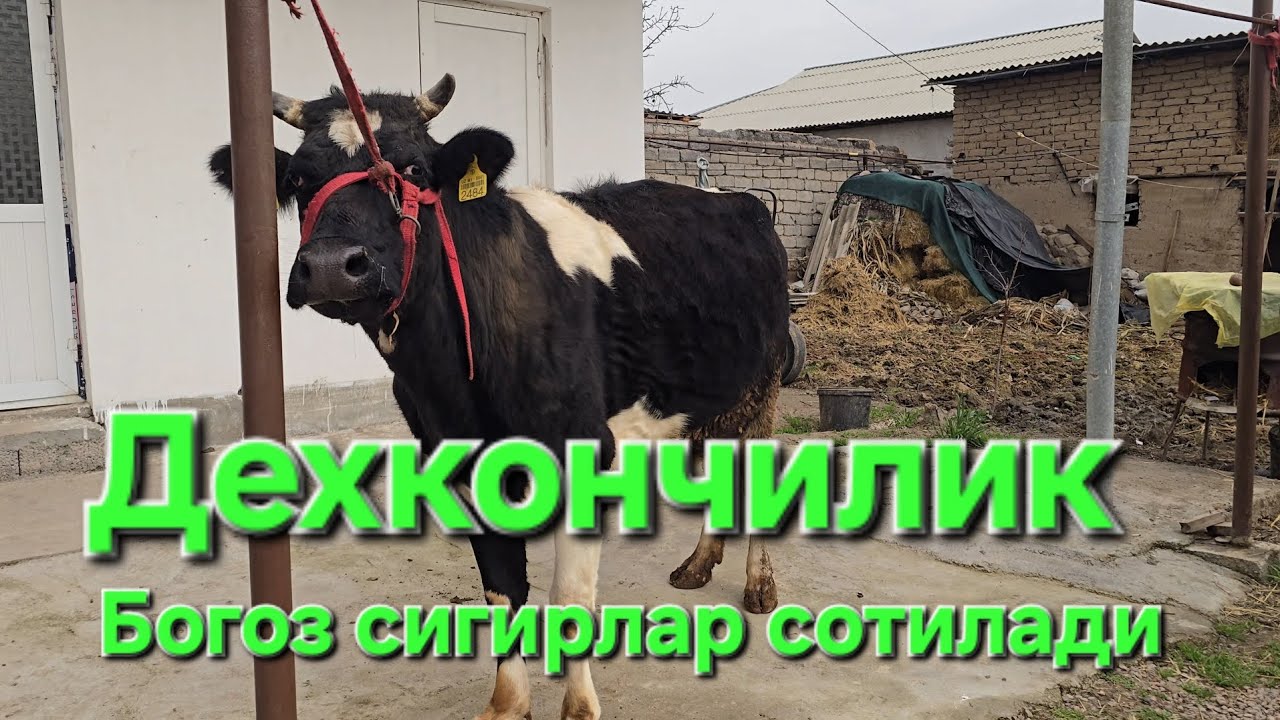 Дехкончилик сигирлар сотилади 