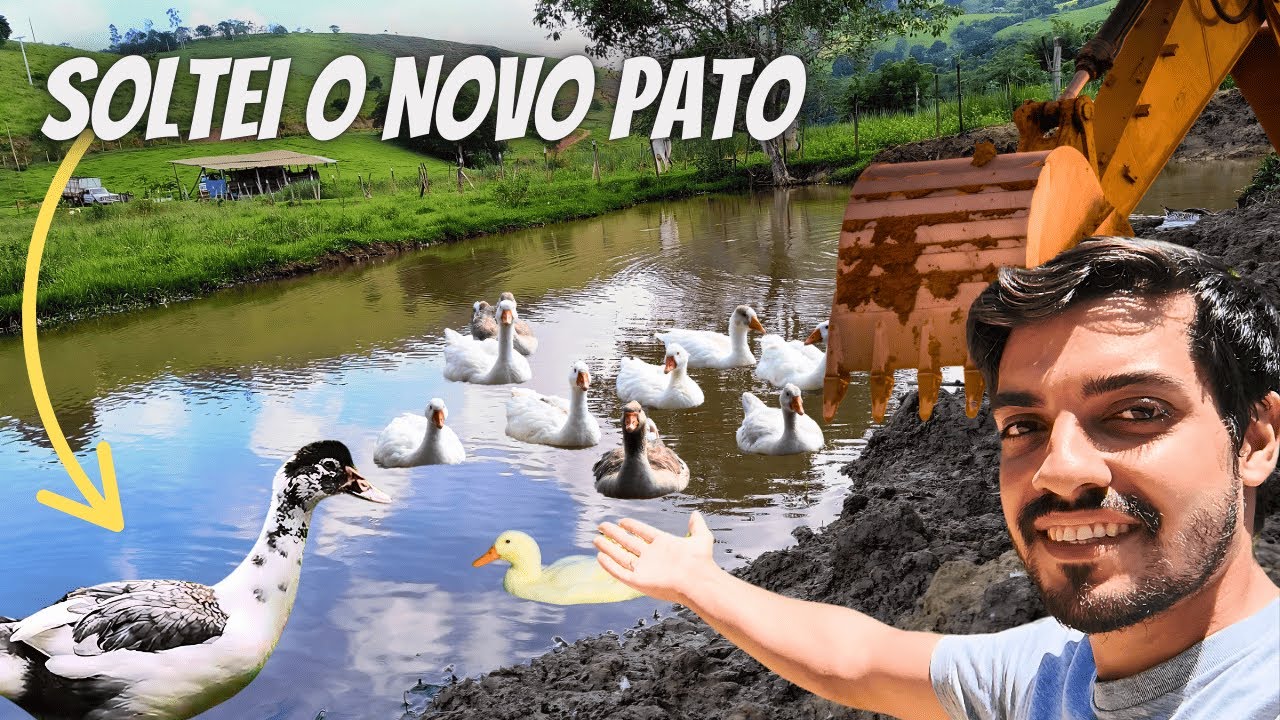 Um novo Lago para nossos Gansos e Marrecos