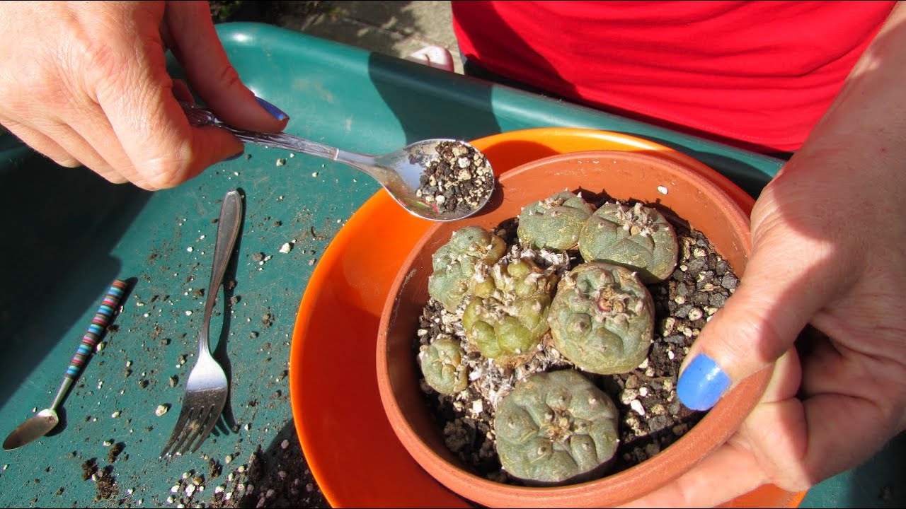 Re Potting my Lophophora williamsii Cactus Plants - The Peyote Cactus