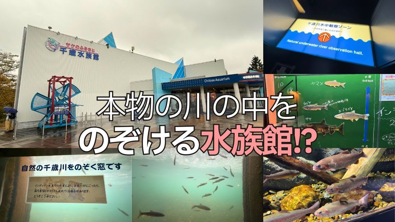 【北海道】川の中が見える水族館｜千歳水族館