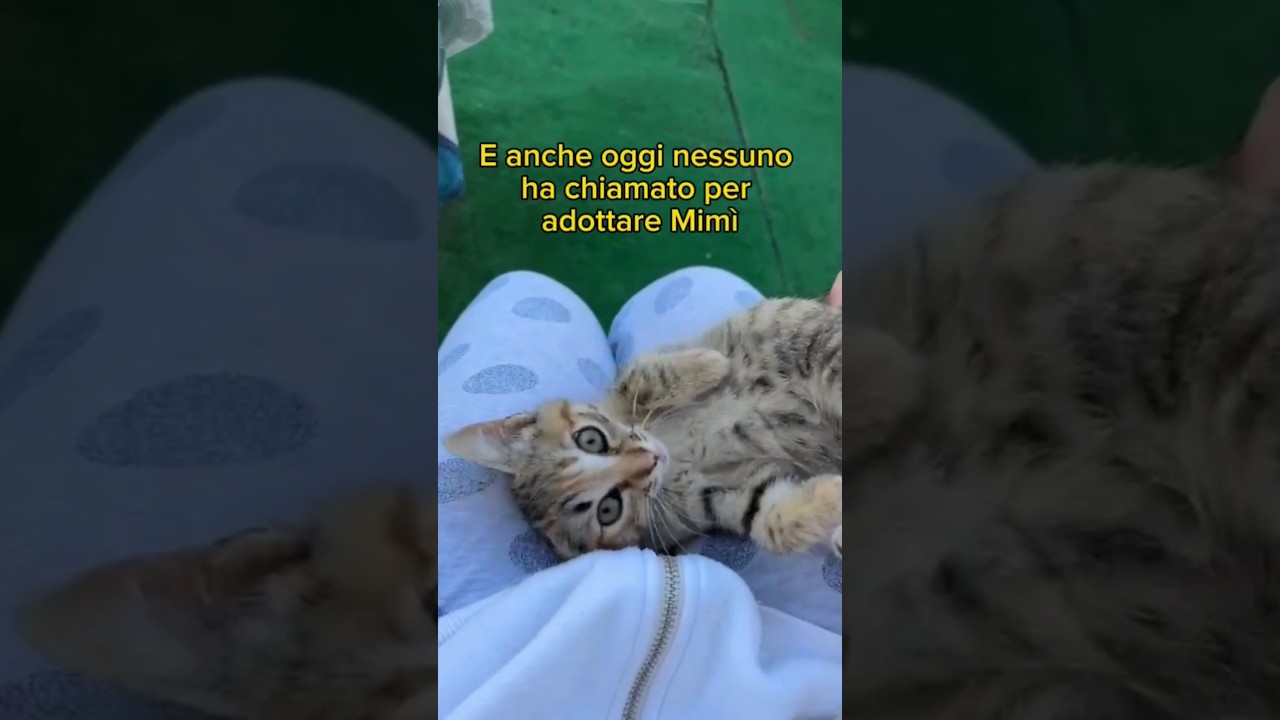 E anche oggi nessuno vuole adottare Mim&igrave; 🥺