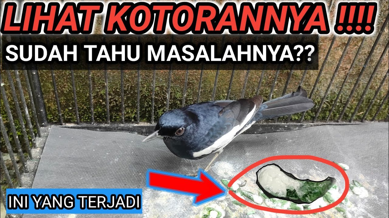 SAYA BAHAS 2 KUNCI MERAWAT BURUNG KACER HARUS TAHU INI! BIAR KACER TARUNG NGOTOT
