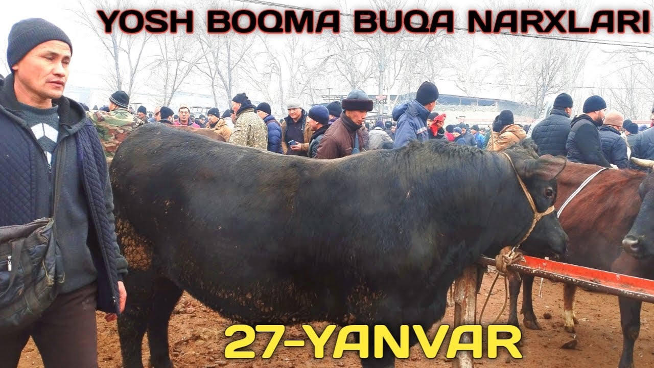 😱🔥YOSH BOQMA BUQA NARXLARI ZOR BO'LDI DO'RMANCHA CHORVA BOZORI