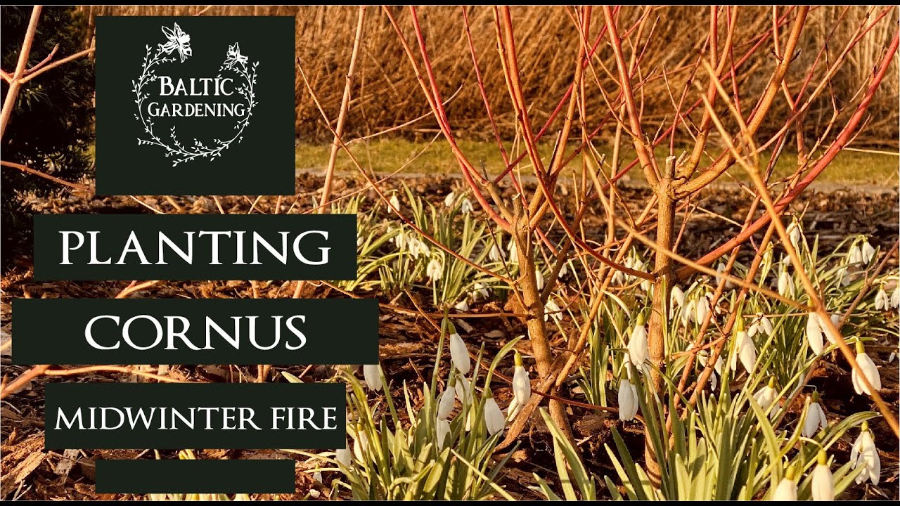 Planting cornus 'Midwinter Fire'. Planting dogwood. Winter interest in the garden. Baltic Gardening