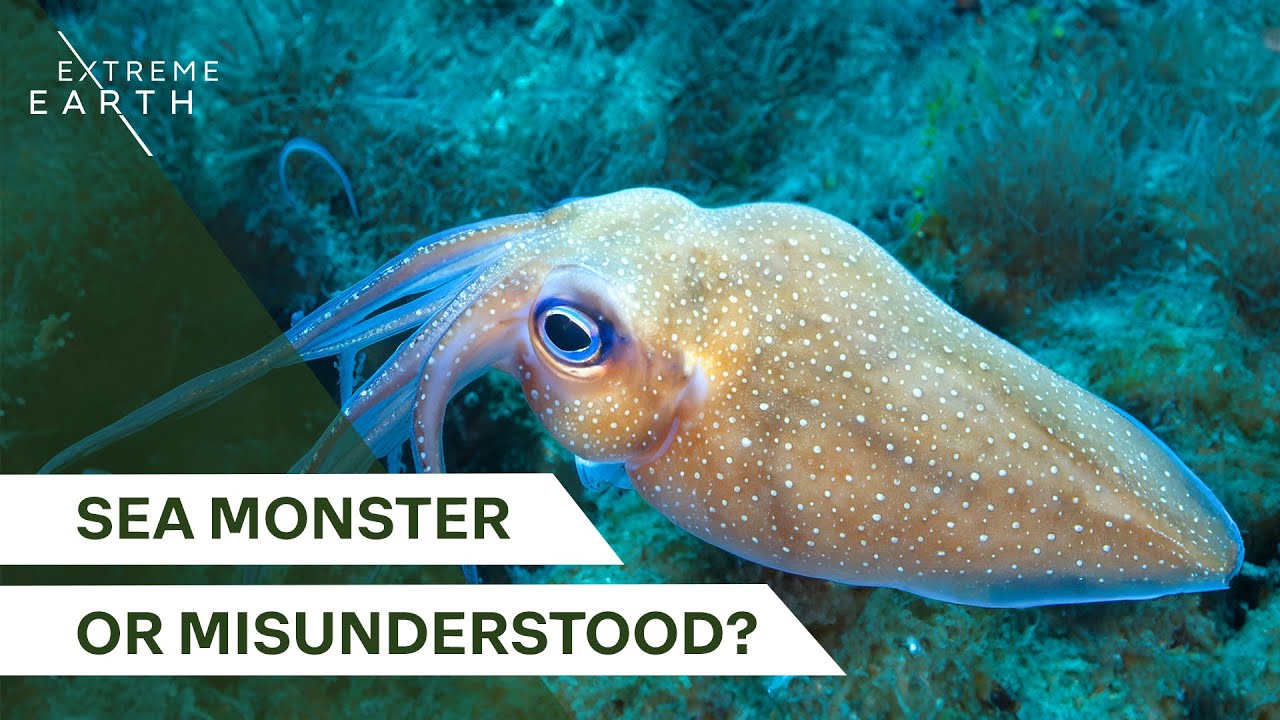 The Deadly Myths of the Humboldt Squid (Full Documentary)