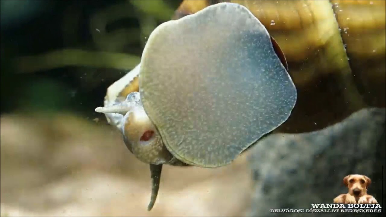 Herkules csiga (Brotia herculea)