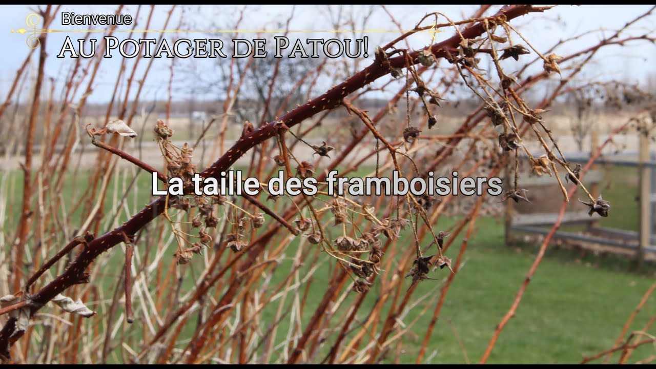 La taille des framboisiers