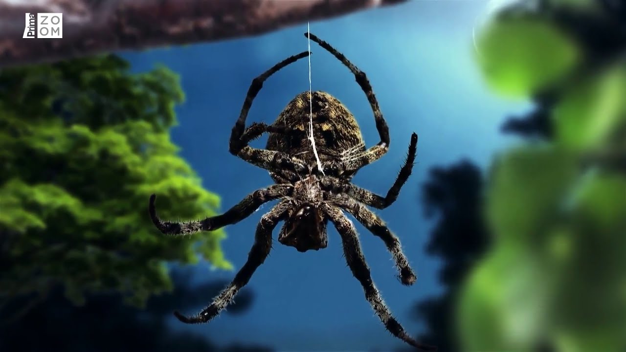 Nenápadný pavouk je mistrem převleků. Podívejte se, jak brilantně loví