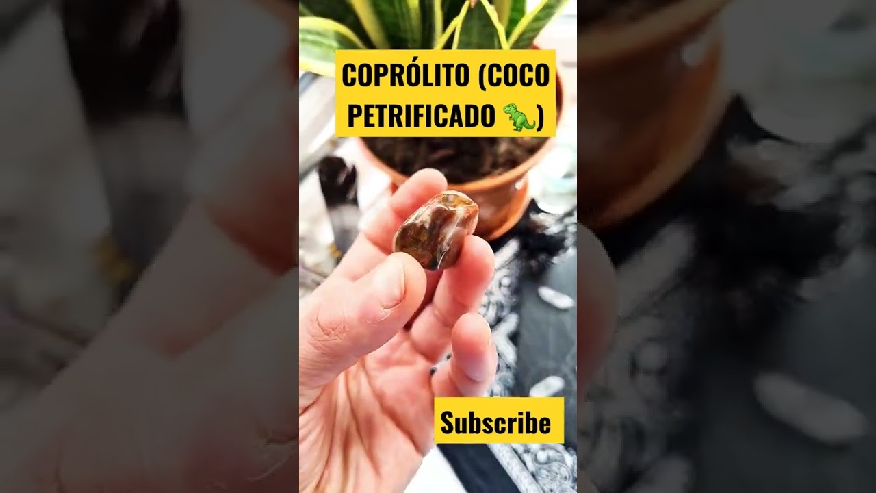 Dinosaur Coprolite (dinosaur poo) - Copr&oacute;lito de dinossauro ( coco petrificado) #shorts #dinosaur