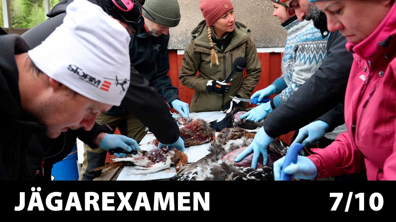Jägarexamen 7/10: Tillvaratagning av vilt