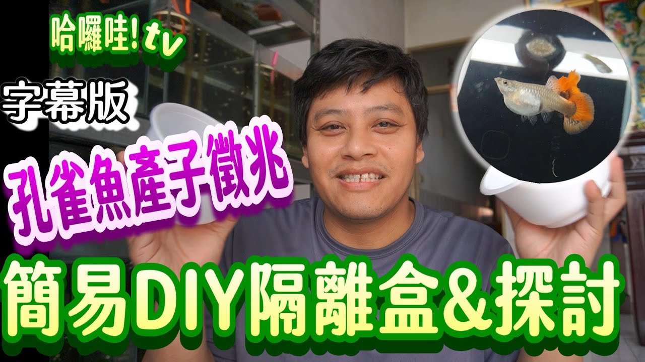 孔雀魚產子特徵!簡易DIY產子隔離盒&探討 字幕版