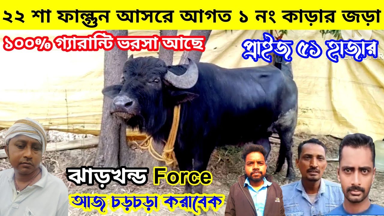 ২২শা ফাল্গুন আসের আগত ১নং কা*ড়ার জড়া,প্রাইজ ৫১হাজার,ঝাড়খন্ড টা*ইগার,১০০%গ্যারান্টি ভরসা আছে,2026👈