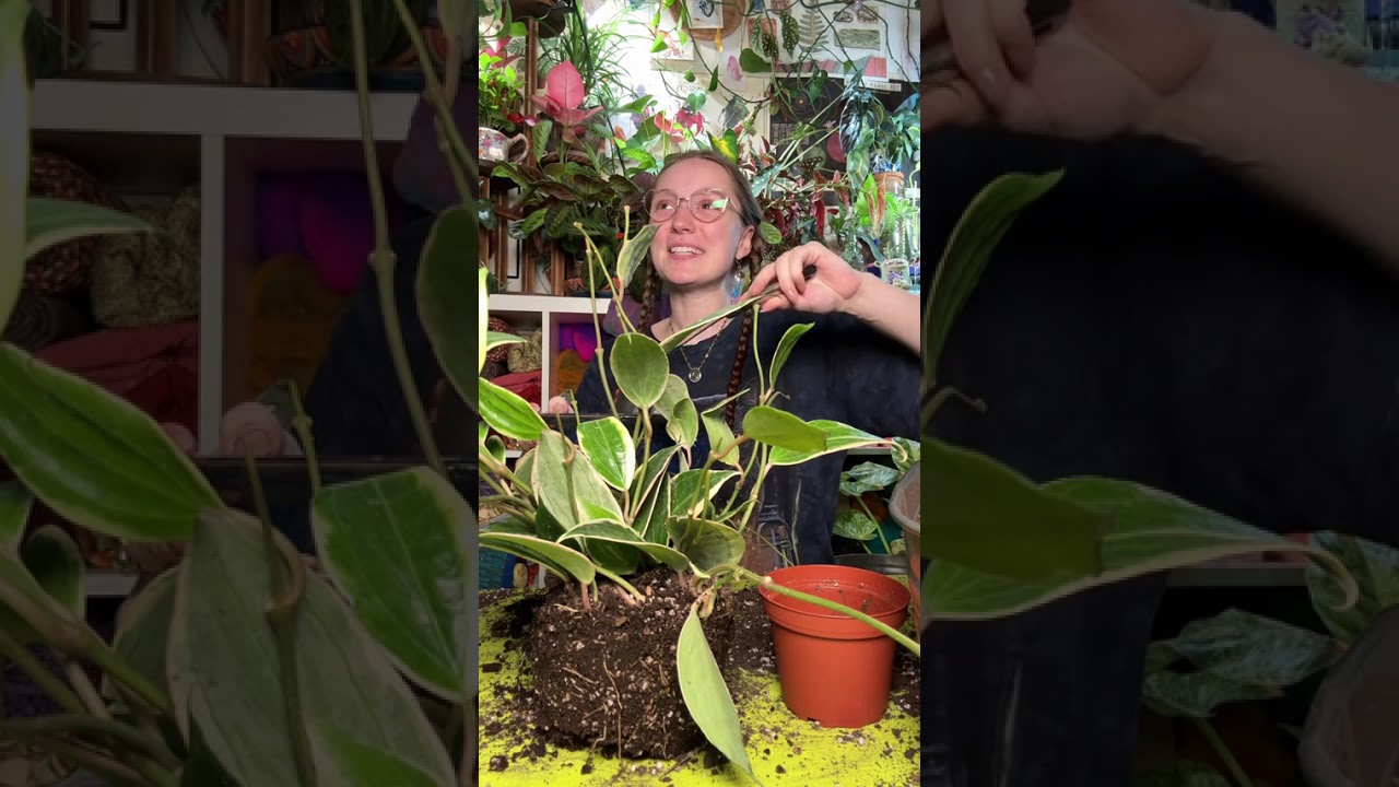 🪴Pics of your plants are always welcome here🪴 #asmr #planttok #oddly
