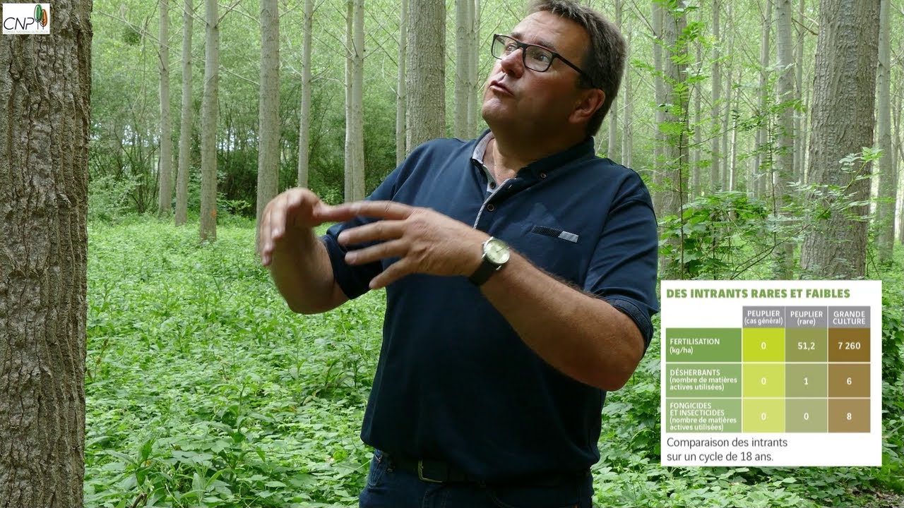 Le Peuplier et l'environnement