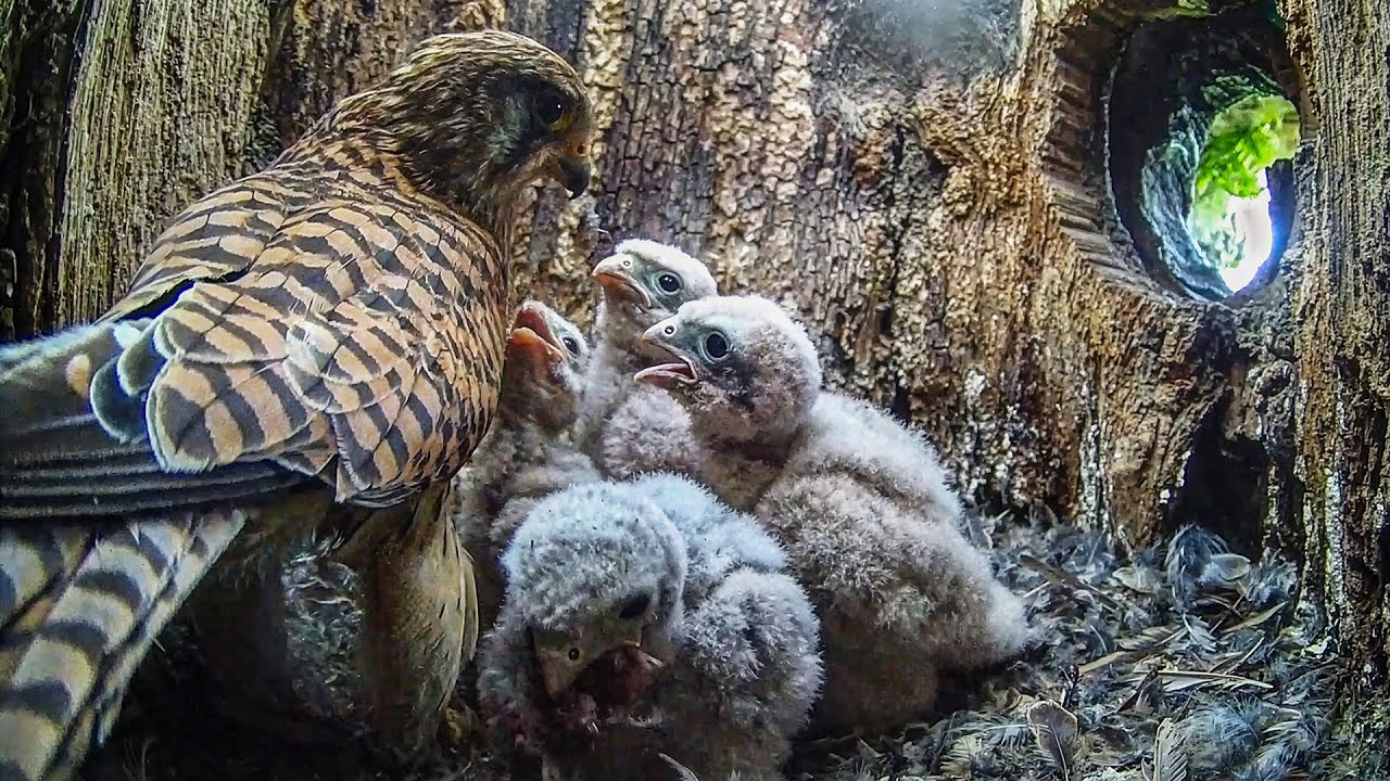 Kestrel Parents: Daily Challenge of Feeding Six Hungry Chicks | Apollo & Athena | Robert E Fuller