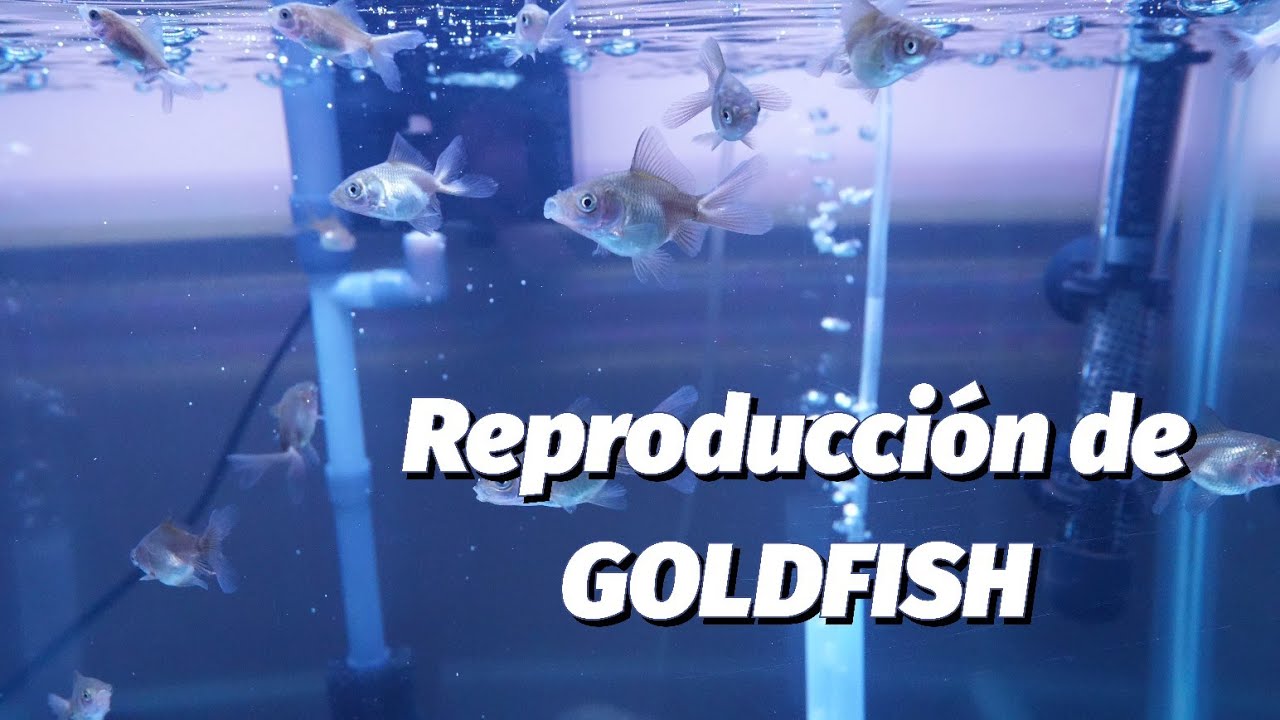 Así REPRODUJE a mis GOLDFISH | DÍA 1 a 1 MES