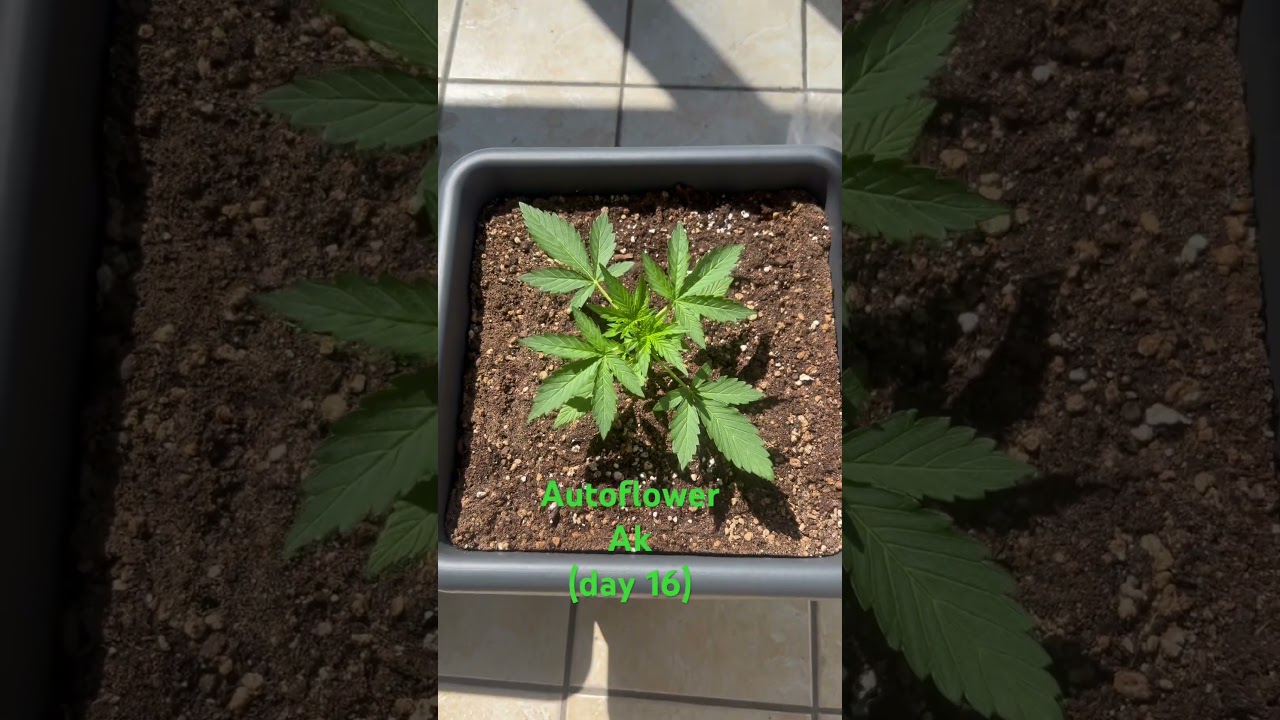 Autoflower Ak (day 16) #cannabisdaily  #sungrow  #bobmarley #outdoors #plants