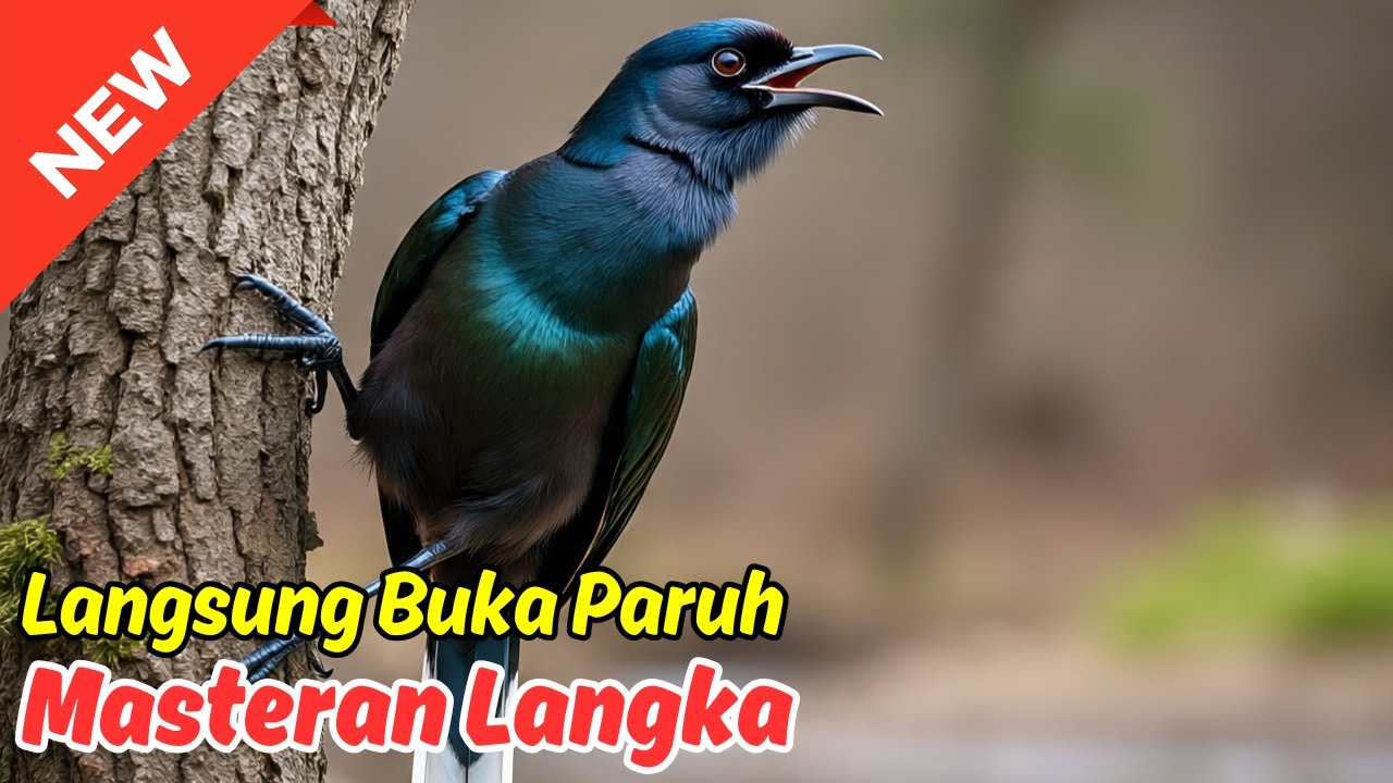 Rahasia murai batu bongkar isian: Bikin pancingan murai batu Makin Gacor dan Emosional!