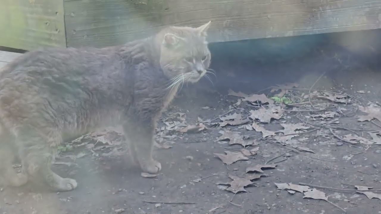 Kitties showed up for dinner.