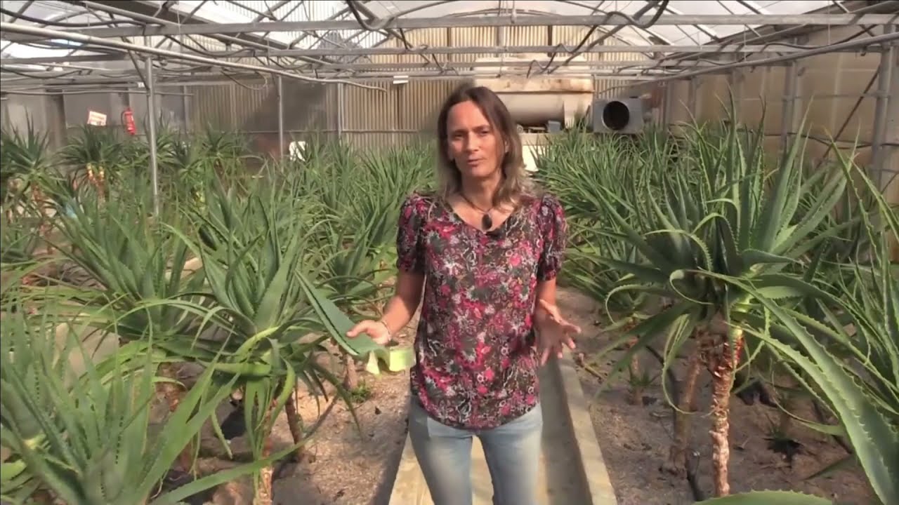L'Aloe Arborescens de L'île aux plantes