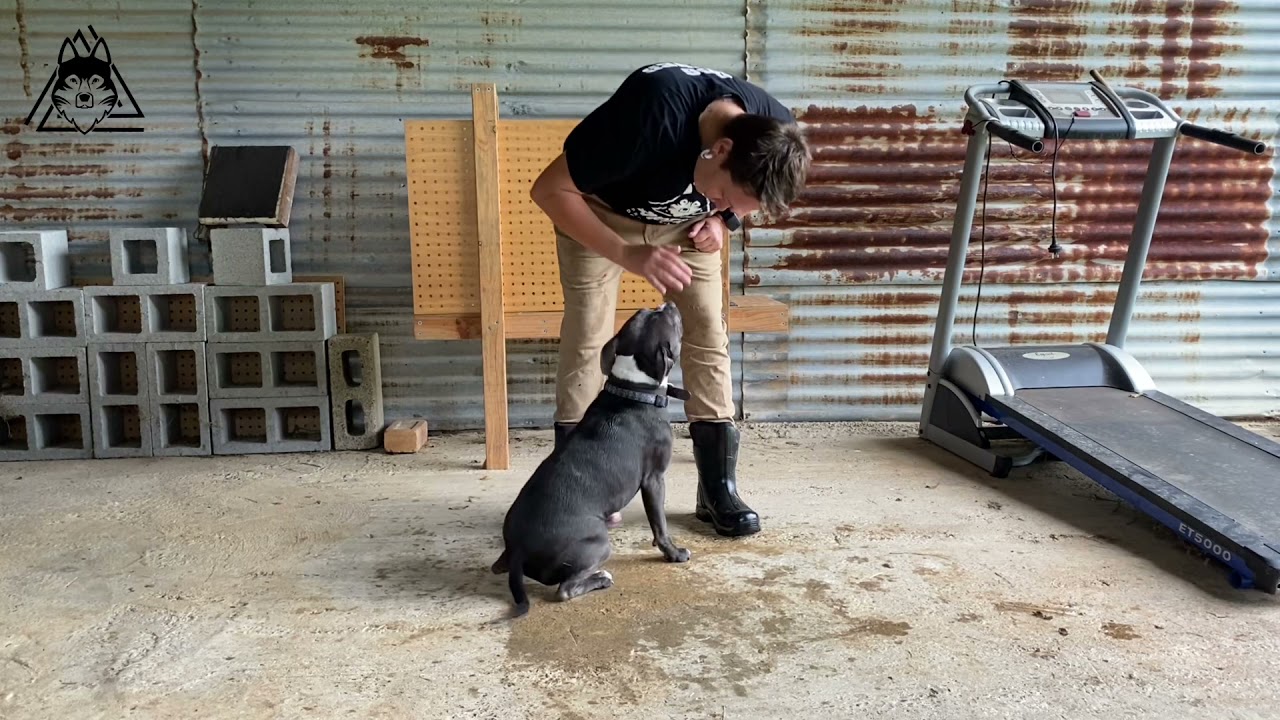 Teaching your dog not to jump up!