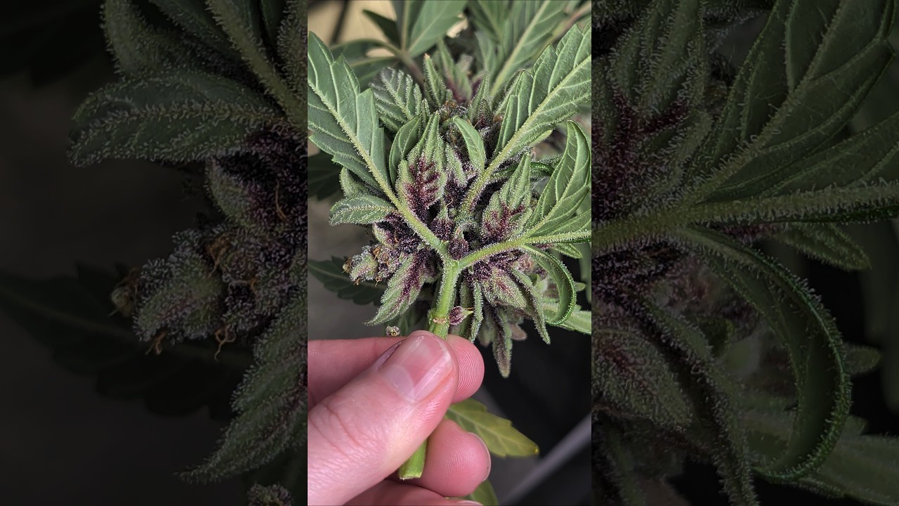 Скрытый фиолетовый 💜