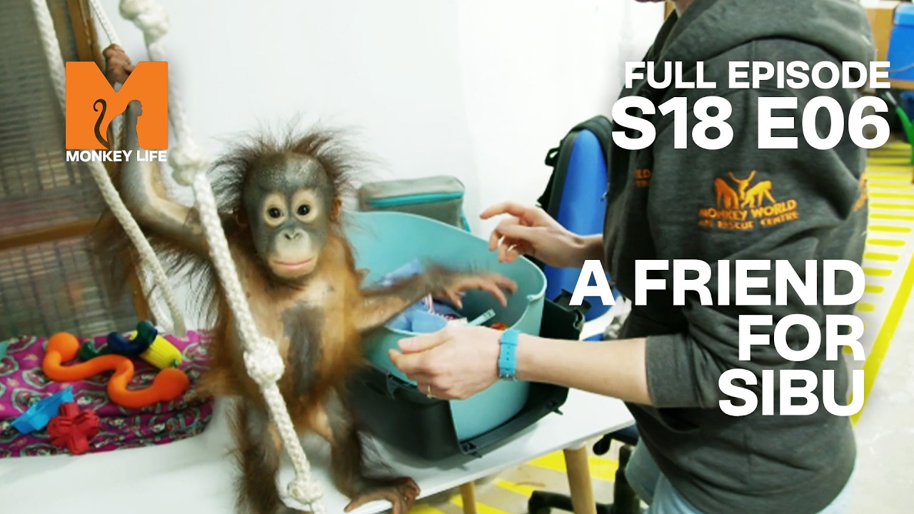 Baby Sibu Befriends New Arrival Kiwi | Monkey Life Season 18 EP 6 | Monkey Life