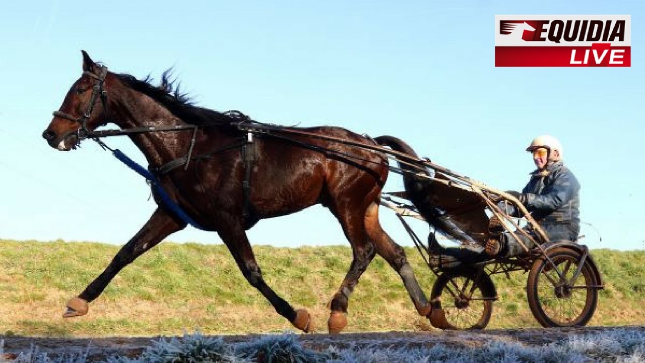 Bold Eagle, en route vers le Prix d'Amérique 2017 !