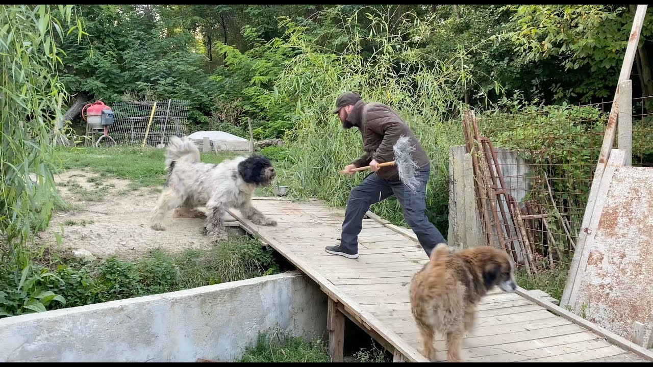 Actiune maxima! Femela mea ciobanesc mioritic nu ma recunoaste