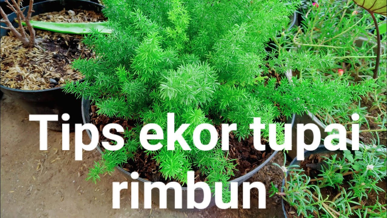TIPS TANAMAN EKOR TUPAI CEPAT BERANAK HANYA DENGAN CAHAYA MATAHARI PAGI.